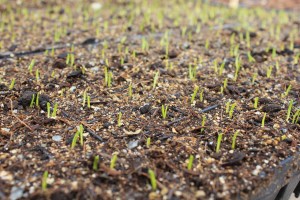 Onion seedlings breaking through the soil
