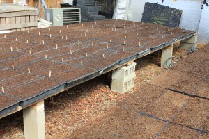 Greenhouse filling up with flats of kale, broccoli, chard, cauliflower and cabbage.